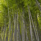 im Bambuswald von Arashiyama