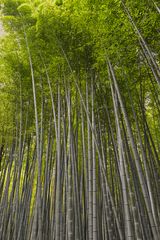 im Bambuswald von Arashiyama