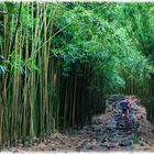 Im Bambuswald von Maui