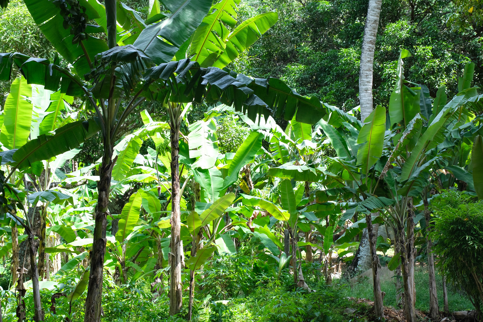 ...im Bananen Dschungel... 