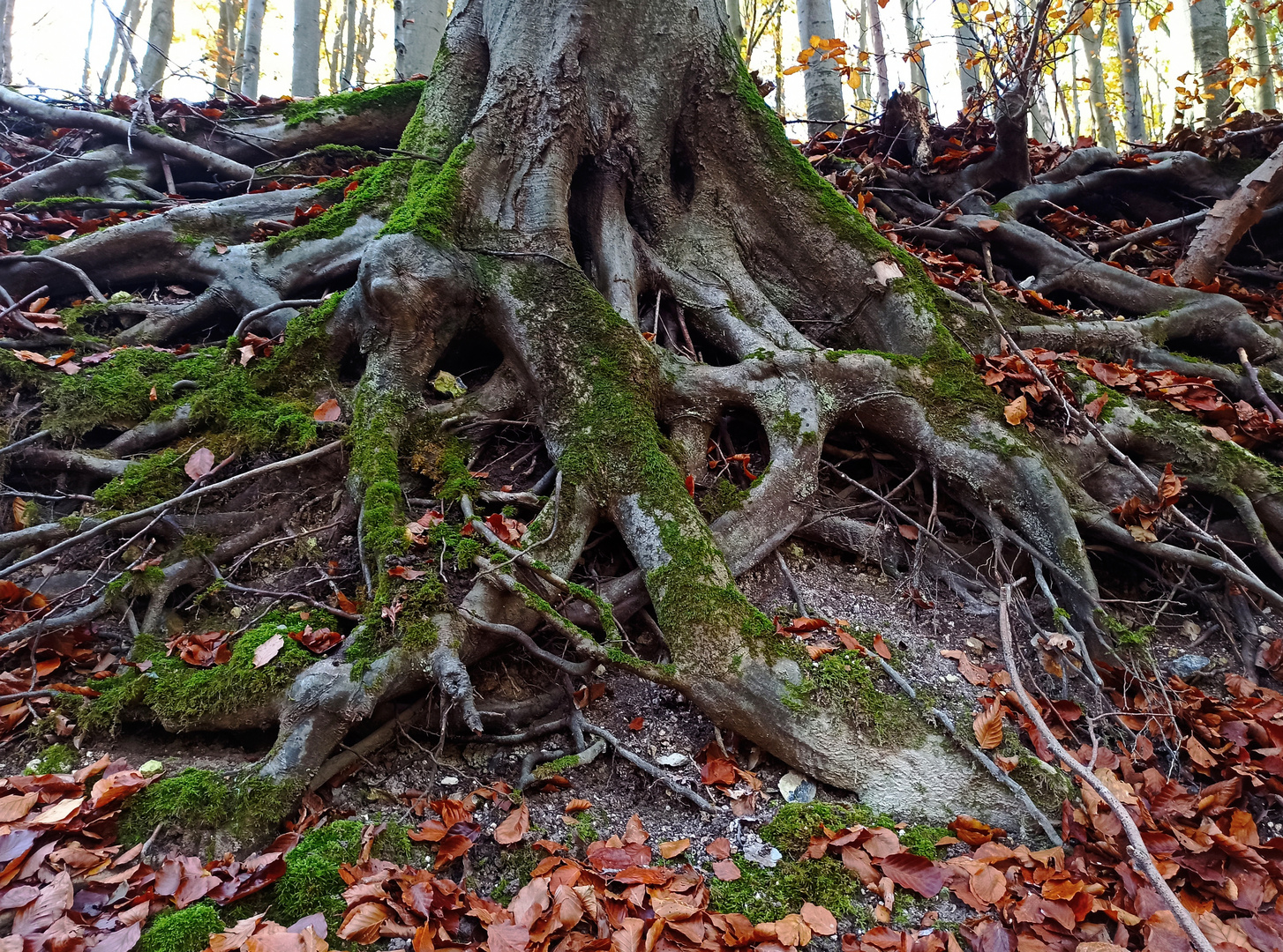 Im Bann der kraftvollen Buche