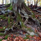 Im Bann der kraftvollen Buche