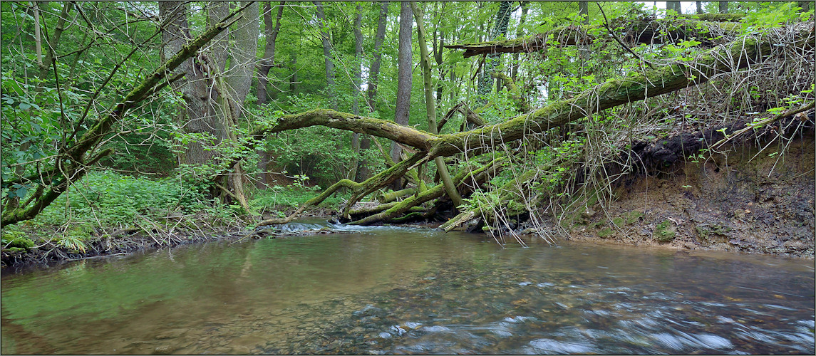 Im Bann des Rio Negro ...