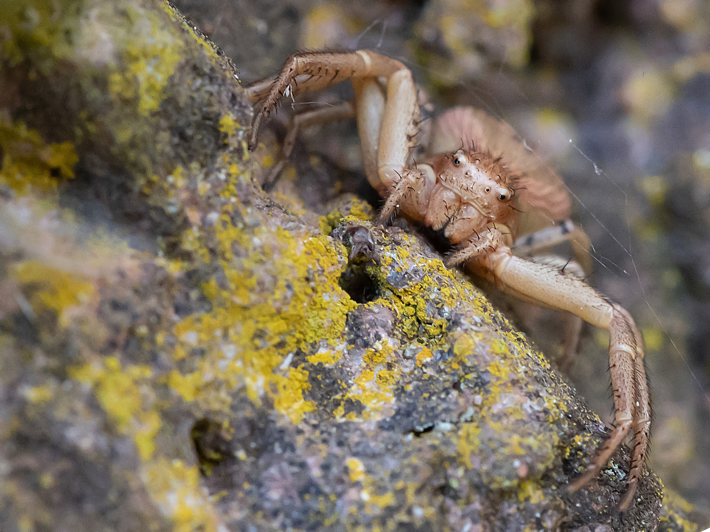 Im Banne der Krabbenspinne