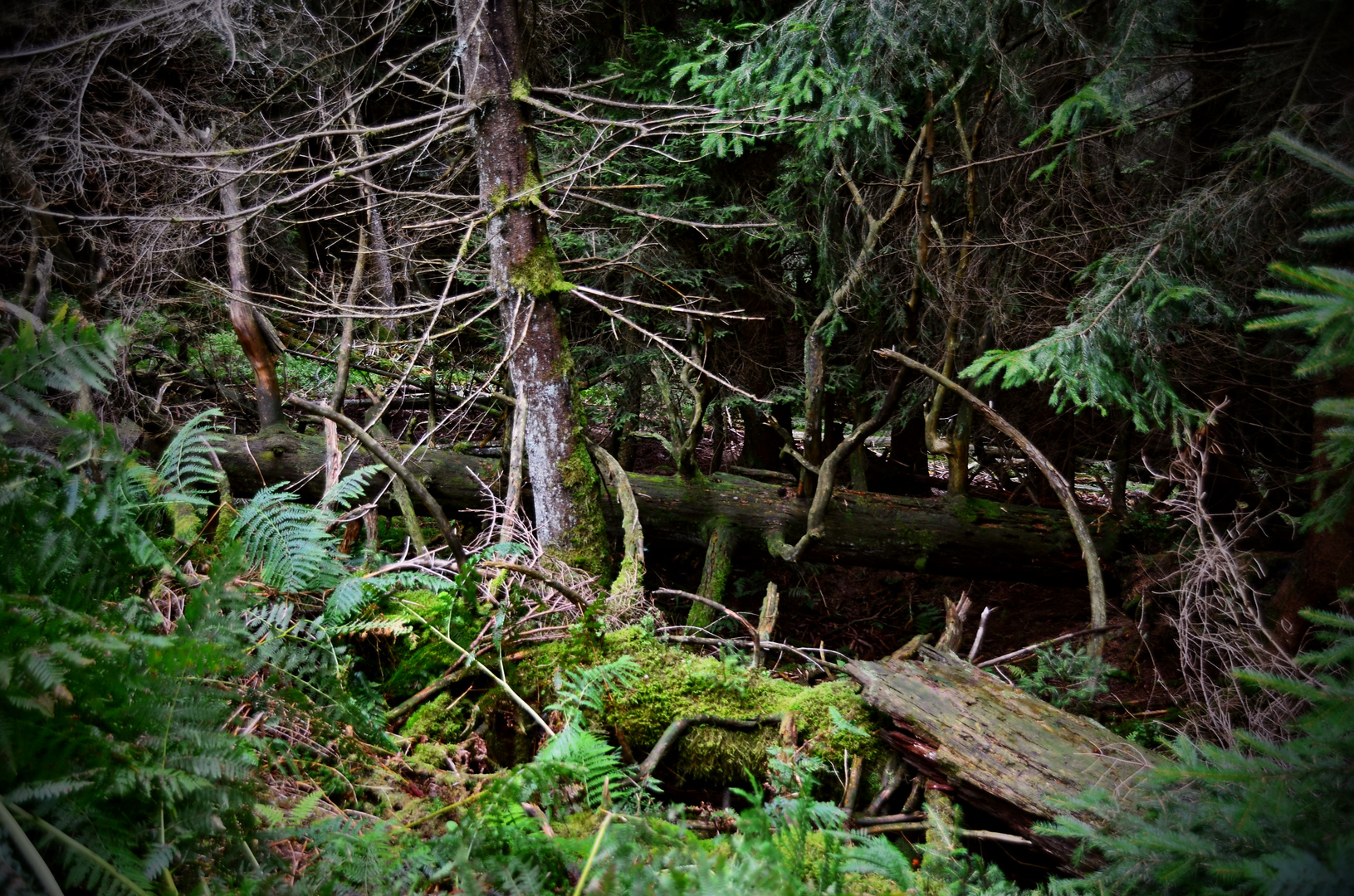 im Bannwald Foto & Bild landschaft, rückkehr der natur, natur Bilder