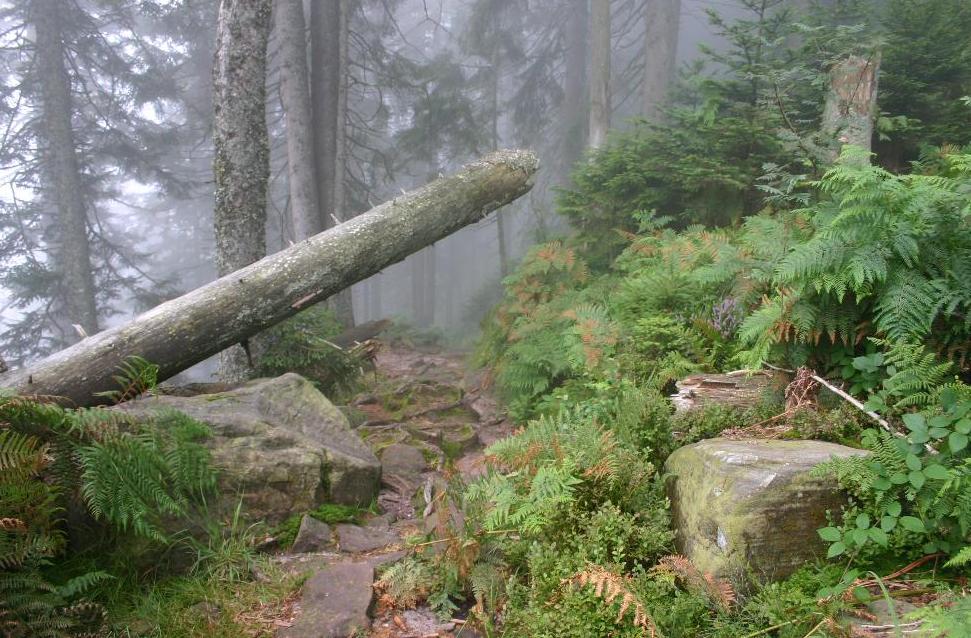 Im Bannwald auf dem Weg zum Wilden See