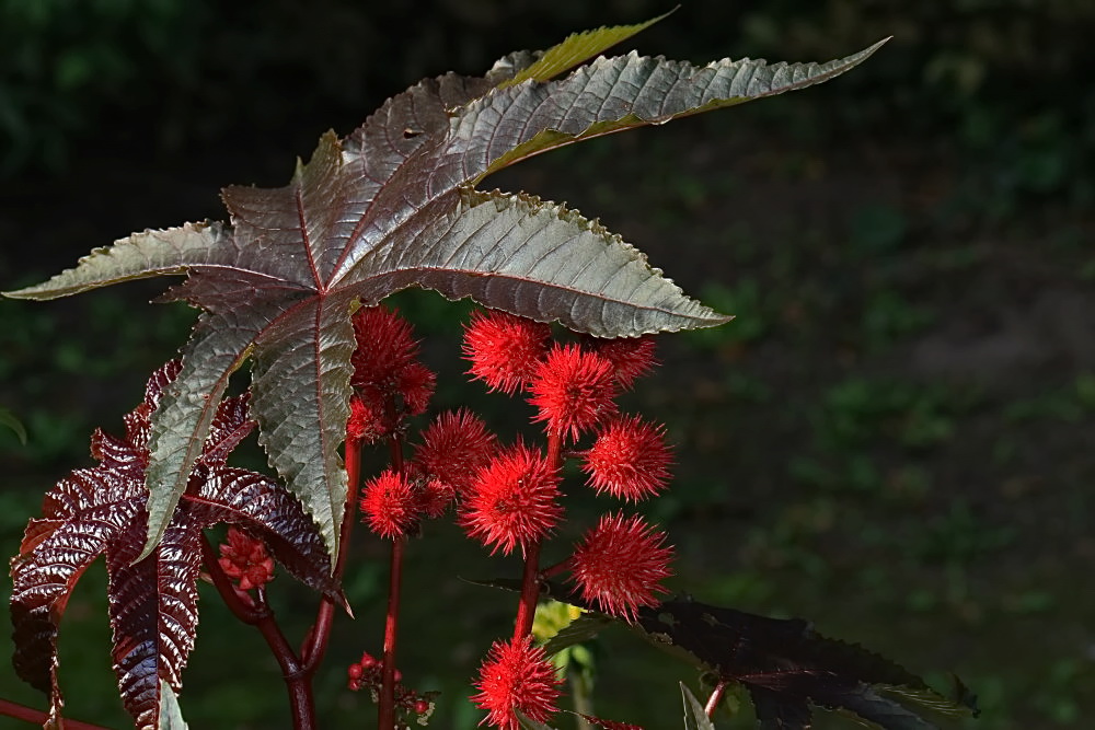 Im Barockgarten...[Rizinus - Wunderbaum]