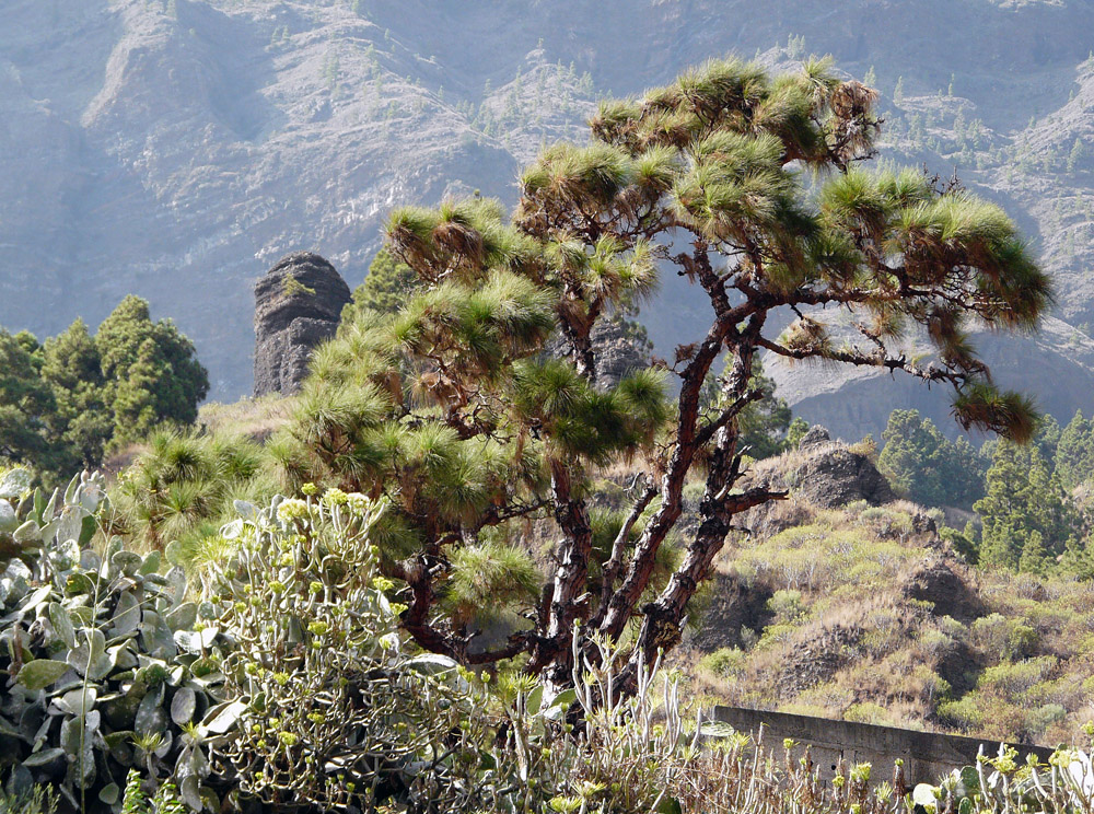 im Barranco de angustias (2)