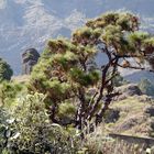 im Barranco de angustias (2)