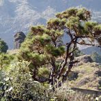 im Barranco de angustias (2)