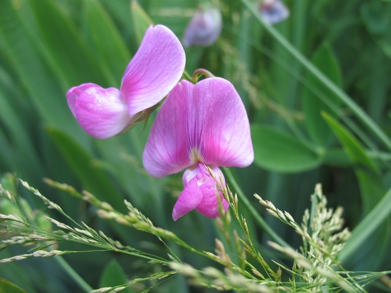 Im Bauerngarten (1)