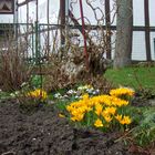 -Im Bauerngarten-