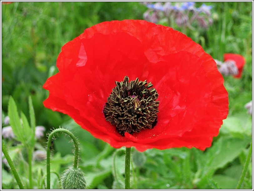 Im Bauerngarten