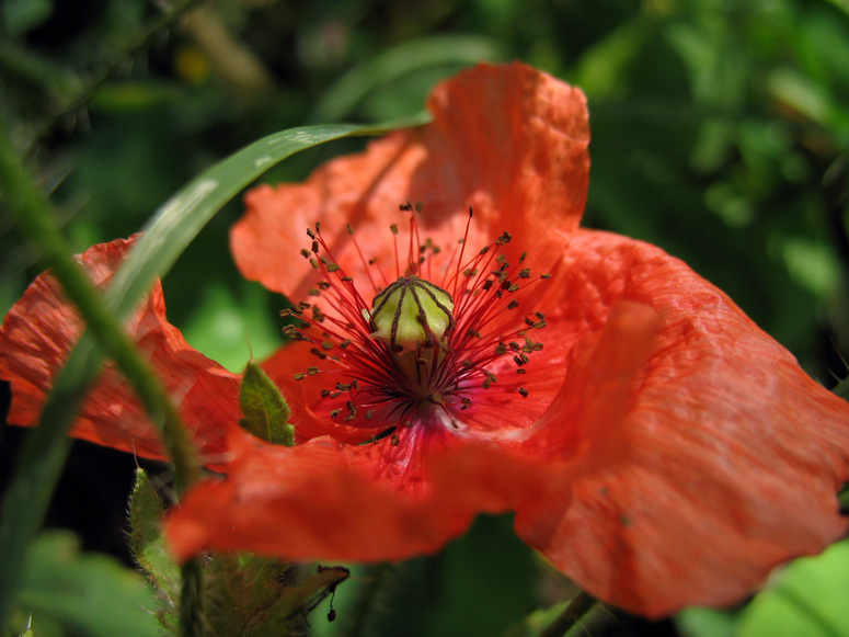 Im Bauerngarten (2)