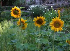 -Im Bauerngarten-