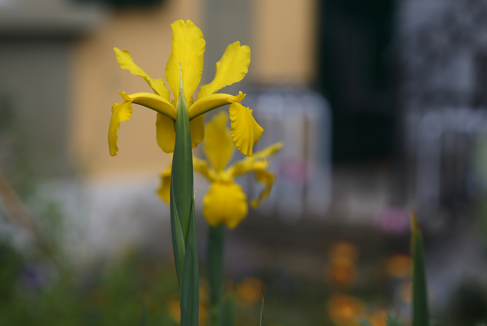 Im Bauerngarten