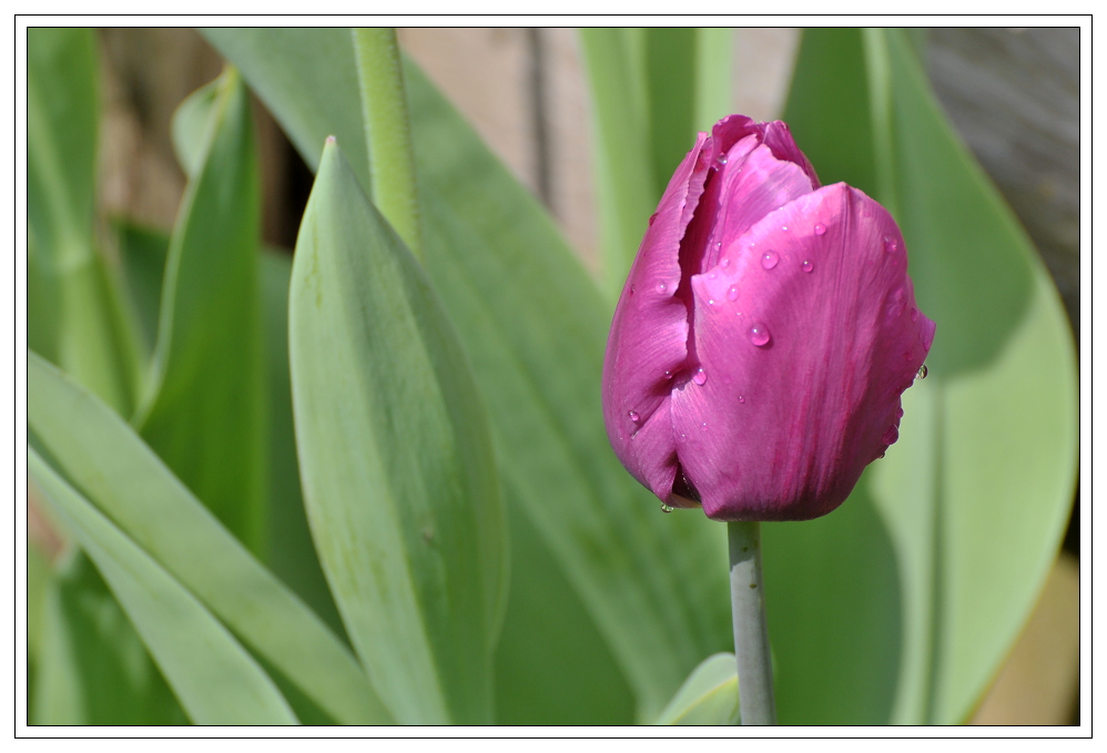 Im Bauerngarten...