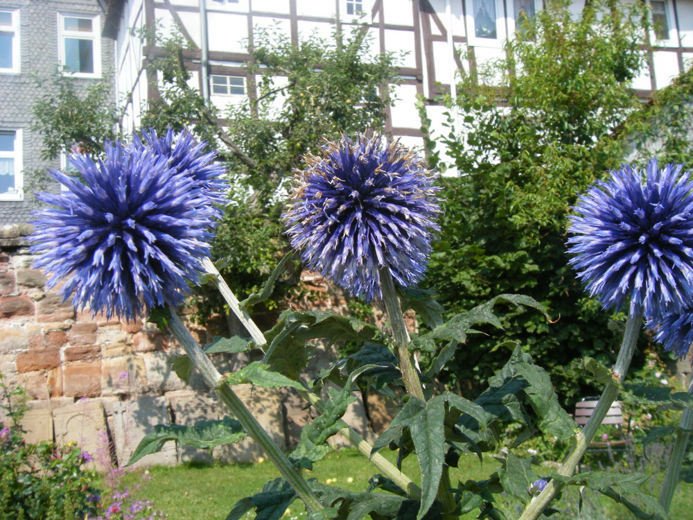 Im Bauerngarten