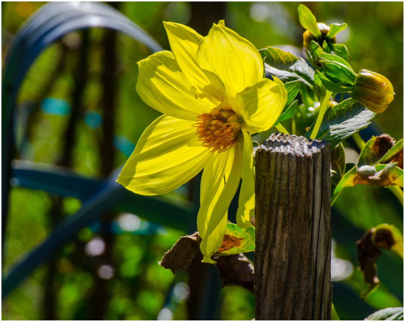 Im Bauerngarten