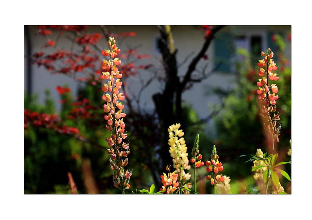 Im Bauerngarten II