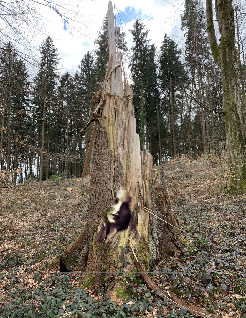 Im Baum