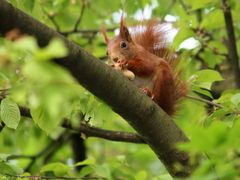 Im Baum entdeckt *