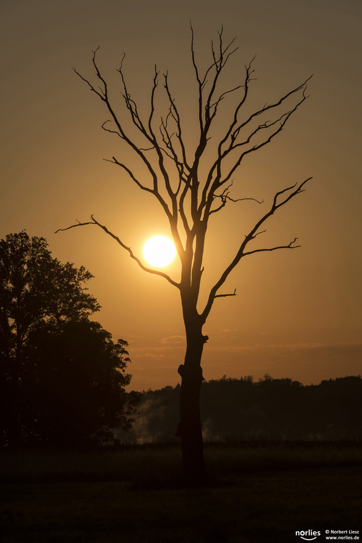 Im Baum gefangen