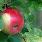 Im Baum im grünen Bettchen ...