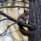 Im Baum im Park