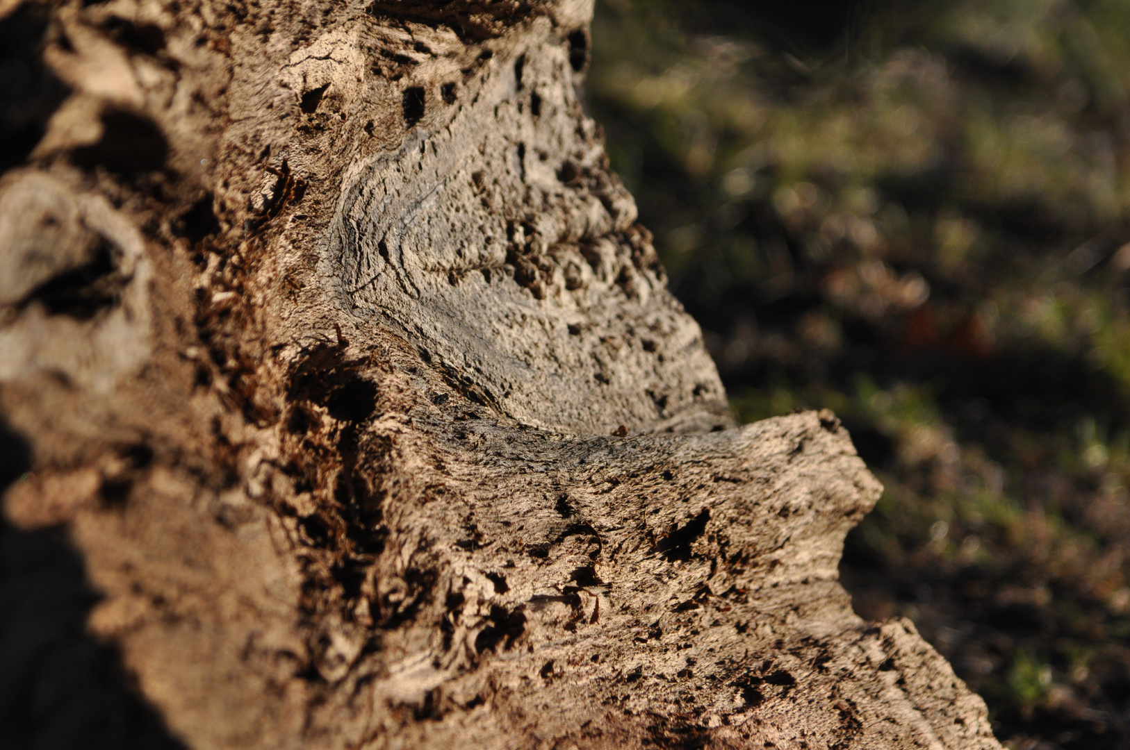 Im Baum ist Leben