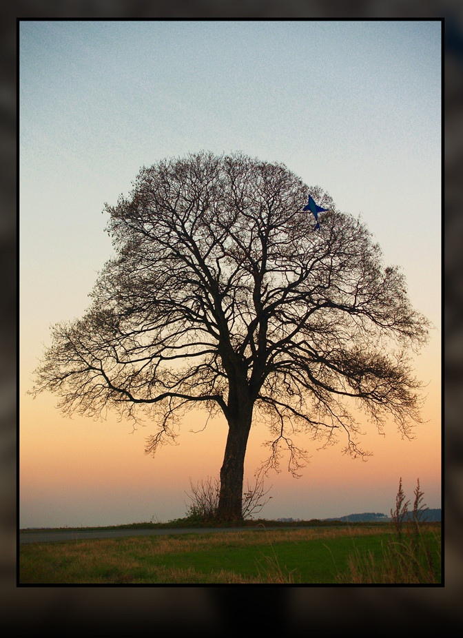 Im Baum verfangen