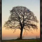 Im Baum verfangen