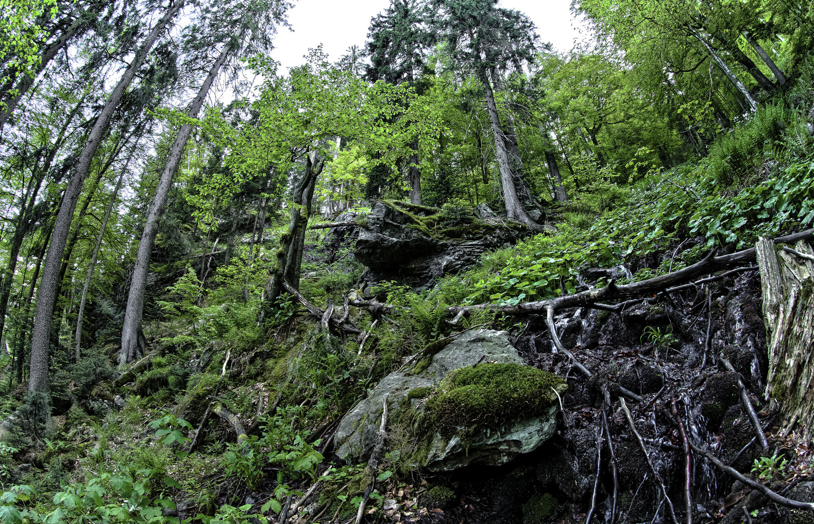 Im Bayerischen Nationalpark