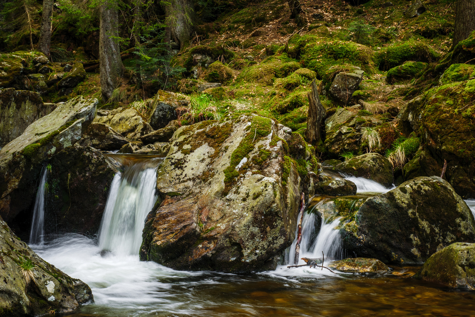 Im Bayerischen Wald 