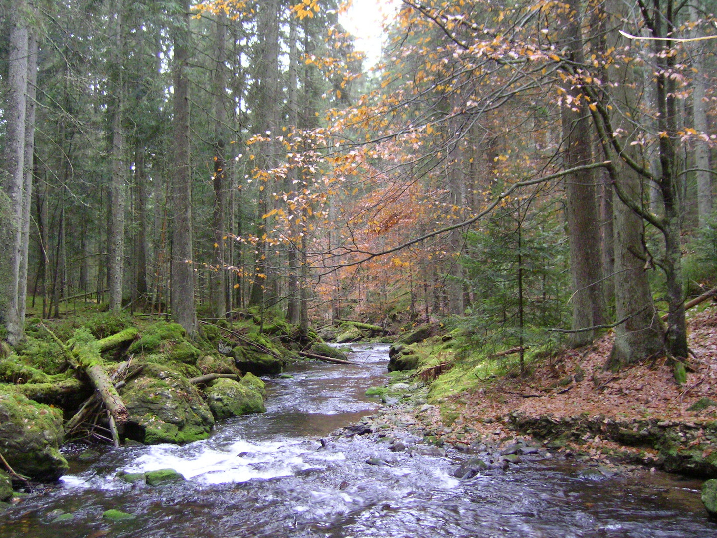 Im Bayerischen Wald