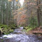 Im Bayerischen Wald