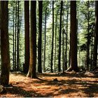 im Bayerischen Wald