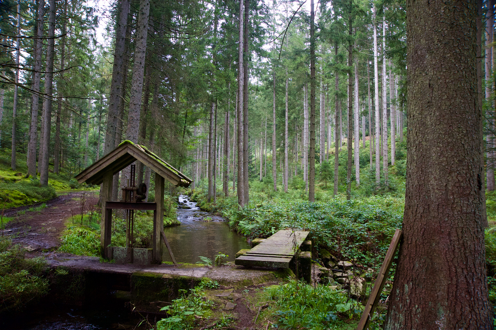 Im Bayerischen Wald