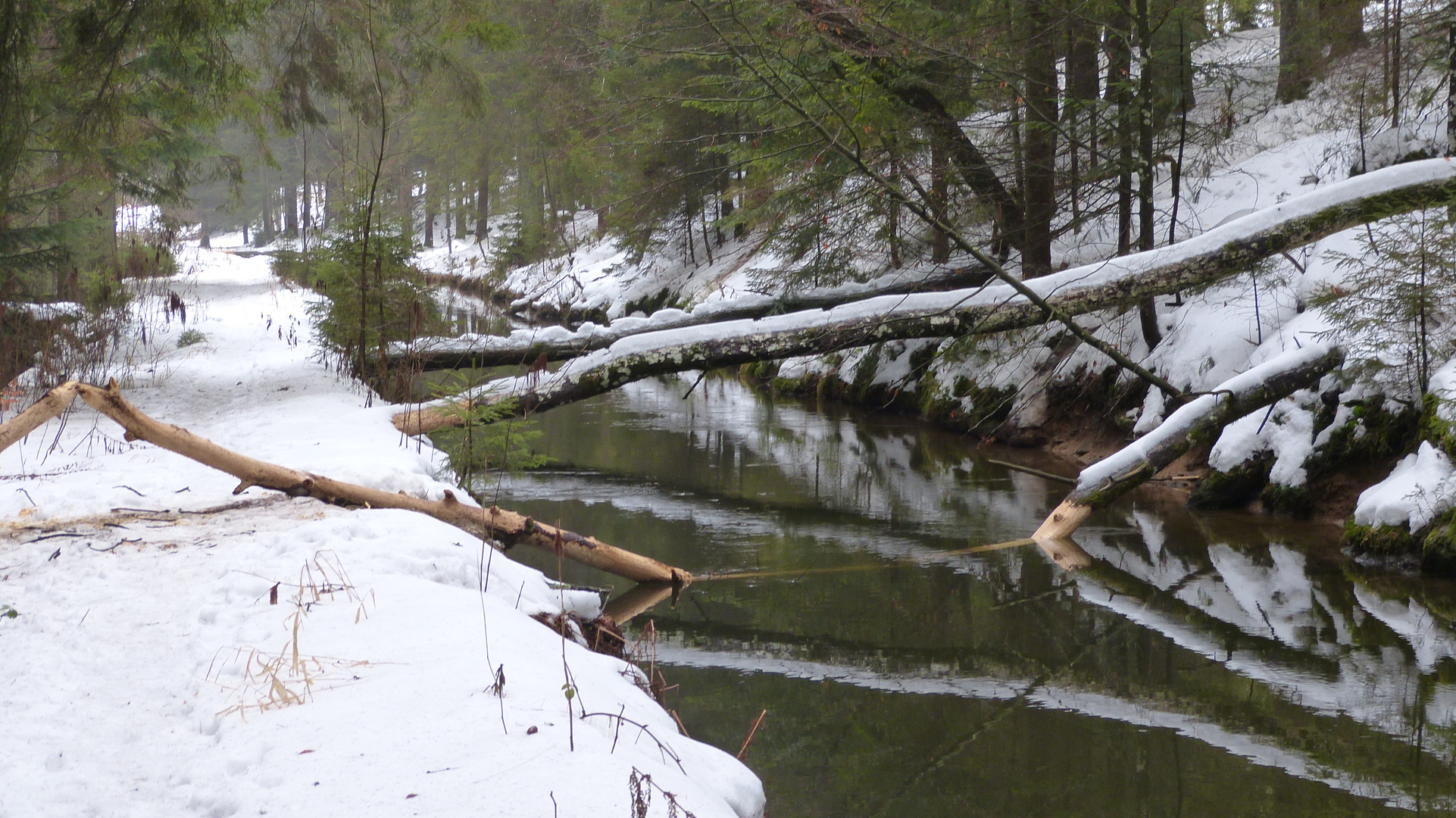 im Bayerischen Wald 