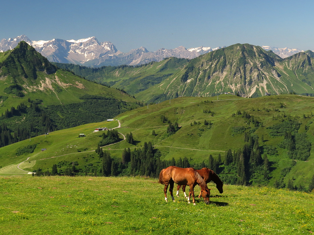 Im Bereich der Elsenalpe...