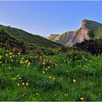 Im Bergblumenmeer (II)