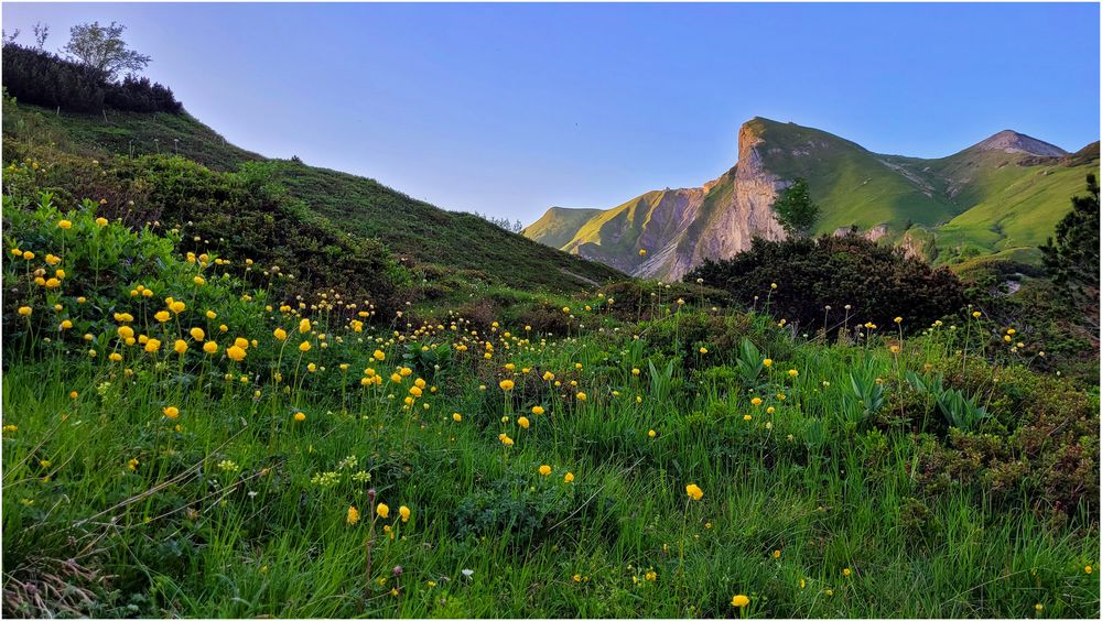 Im Bergblumenmeer (II)