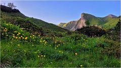 Im Bergblumenmeer (II)