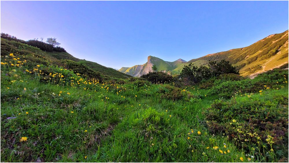 Im Bergblumenmeer (III)