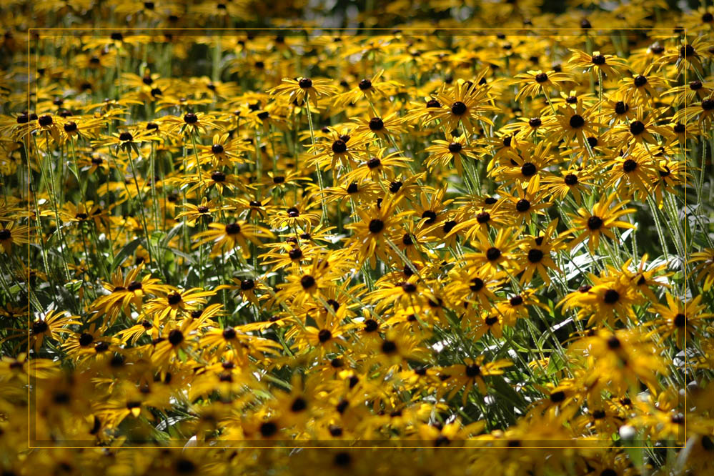 Im Berggarten (6) Blütenmeer