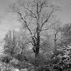 im Berggarten Hannover