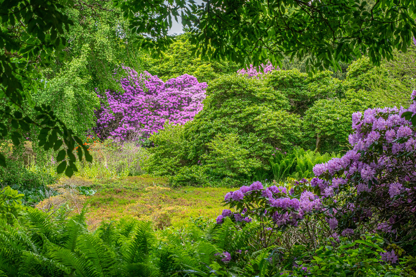 im Berggarten XIII - Hannover