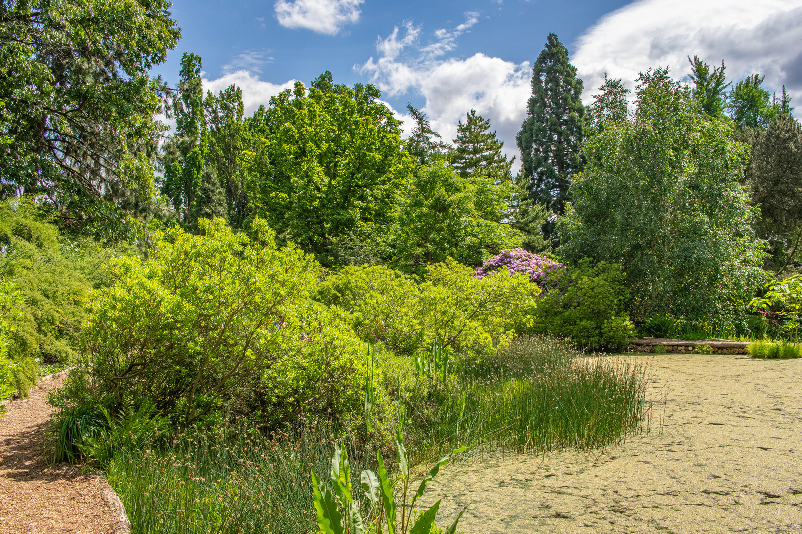 im Berggarten XVIII - Hannover