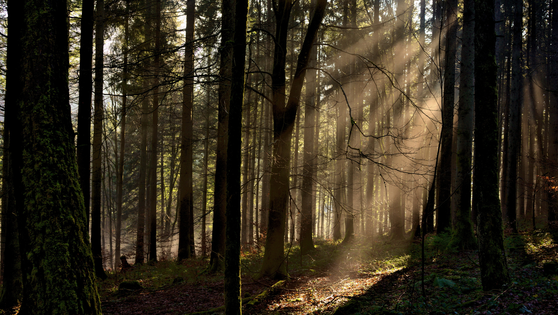 Im Bergwald