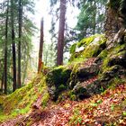 Im Bergwald